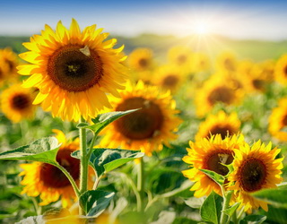 Вирощування соняшнику в Україні має максимуальну рентабельність серед агропродукції